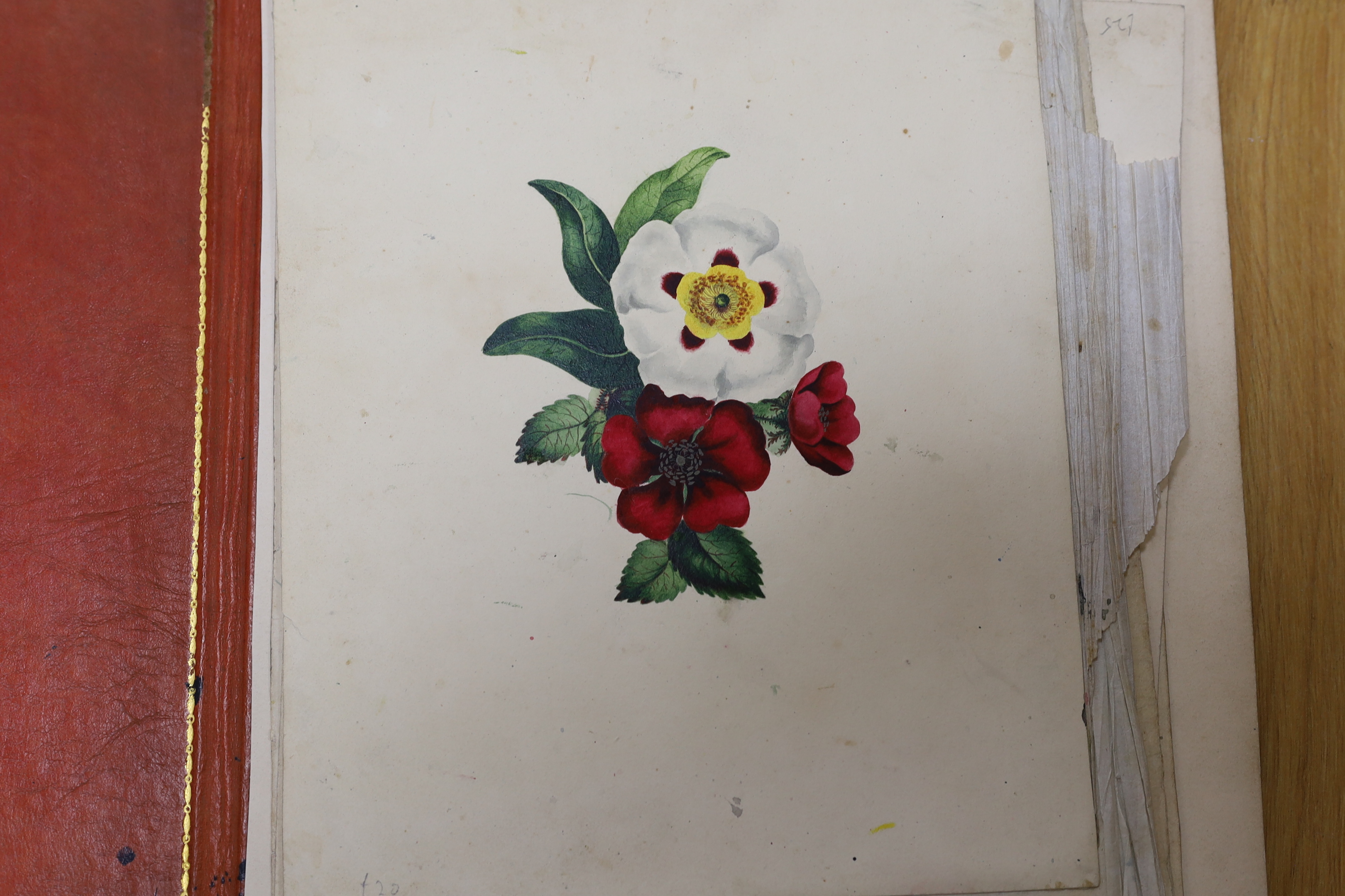 A collection of 19th century botanical watercolour studies on paper, one indistinctly signed and inscribed Manchester in ink, largest 34 x 26cm, unframed, housed in a tooled leather wallet